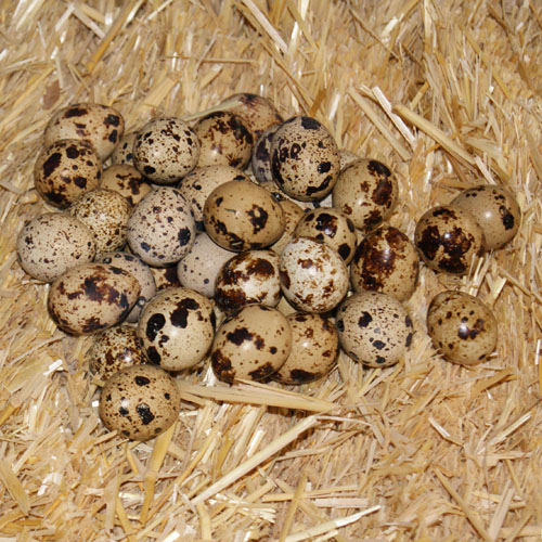 1 Dozen Jumbo Brown Cotornix Quail Eggs 