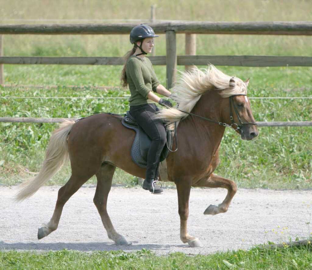 flaxen chestnut pony